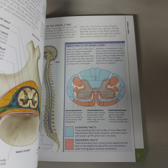 5/$10🎄BN The Concise Human Body book - Picture 4 of 7